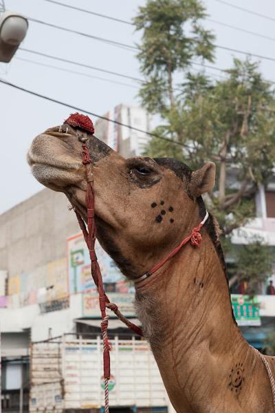 Sawai_Madhopur_4592.jpg - Camel portrait
