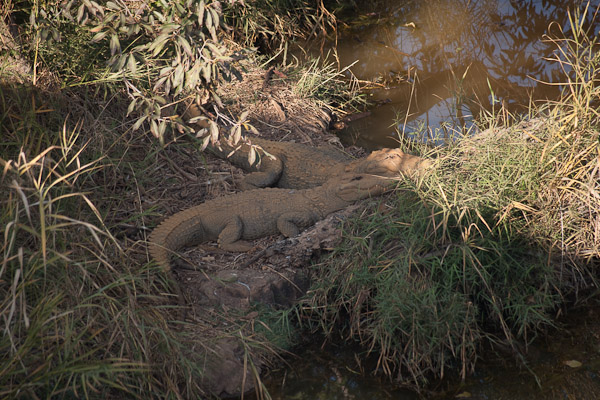 Sawai_Madhopur_4646.jpg - Aligators