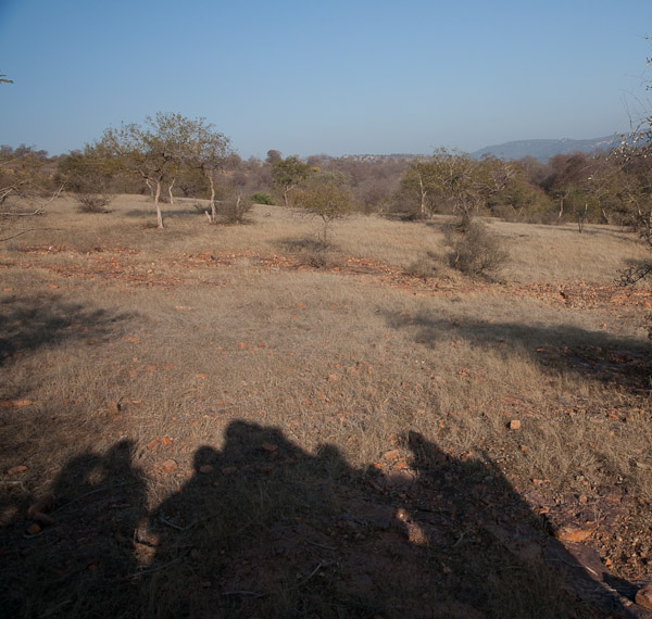 Sawai_Madhopur_4649.jpg - Shadow of the tiger hunters
