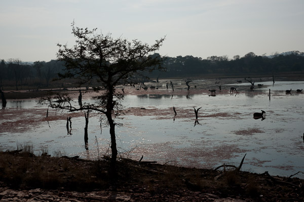 Sawai_Madhopur_4704.jpg - Lake