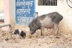 India_Jan_Feb_10_Sawai_Madhopur_4541