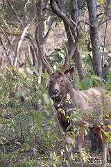 Sawai_Madhopur_4617