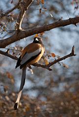 Sawai_Madhopur_4639