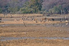 Sawai_Madhopur_4665