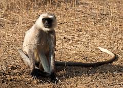 Sawai_Madhopur_4680