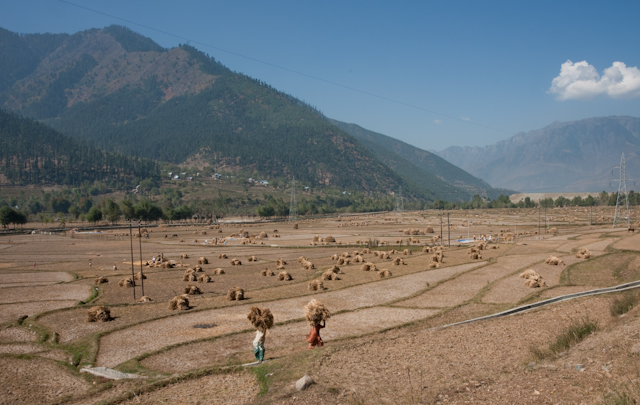 _DSC9599.jpg - Rice harvest.  They get two crops of wheat and one of rice off these fields