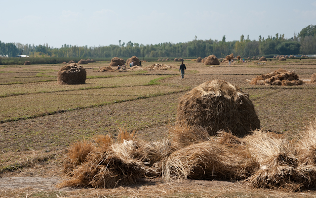_DSC9379.jpg - Rice fields.  The round stacks are awaiting threshing; the foreground shocks have been threshed