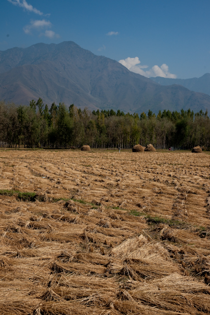 _DSC9383.jpg - Cut rice ready for gathering