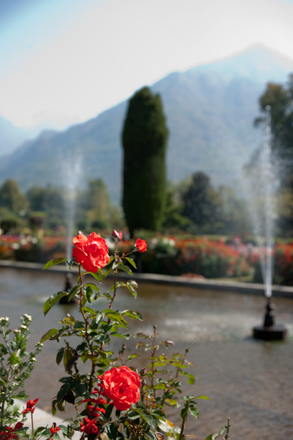 _DSC9407.jpg - Moghul Garden