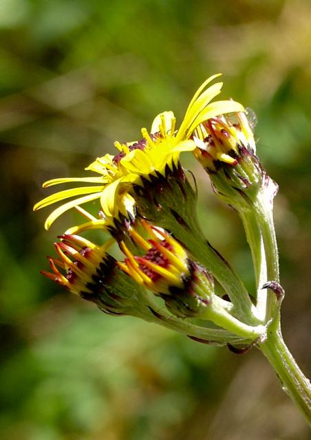 P7041684.jpg - OLYMPUS DIGITAL CAMERA