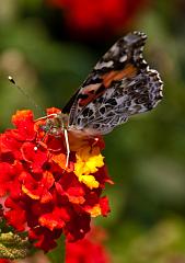 DC_Botanic_Garden_0351