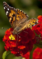 DC_Botanic_Garden_0354