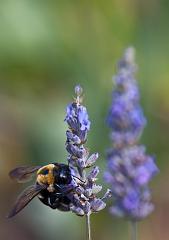 DC_Botanic_Garden_0424