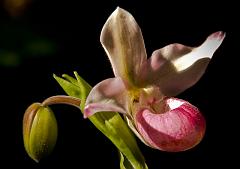 DC_Botanic_Garden_9966