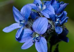 Denali_July_08_052197