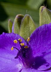 London_May_07_Ireland_4454