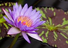 London_May_07_Kew_Gardens_3810