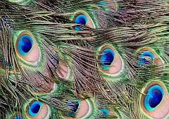 London_May_07_Kew_Gardens_3946