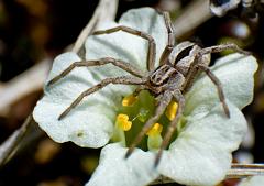 Toolik_flowers_5576_Edit