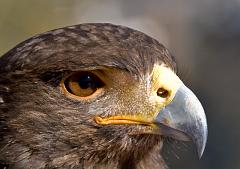 Tucson_Desert_Museum_07_3454