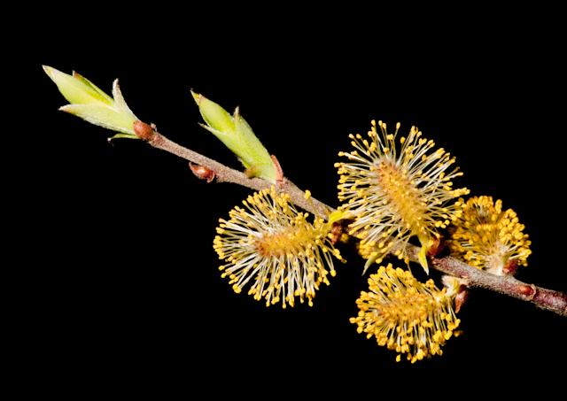 Home_Tree_5034_Edit_2.jpg - SONY DSC