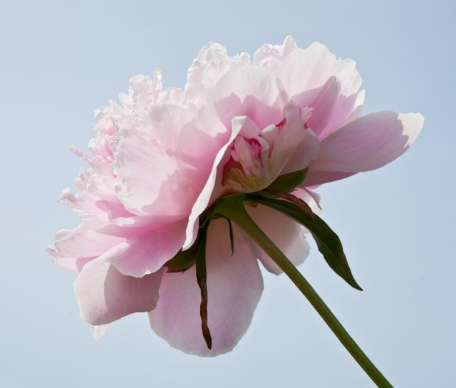 _DSC7595.jpg - SONY DSC