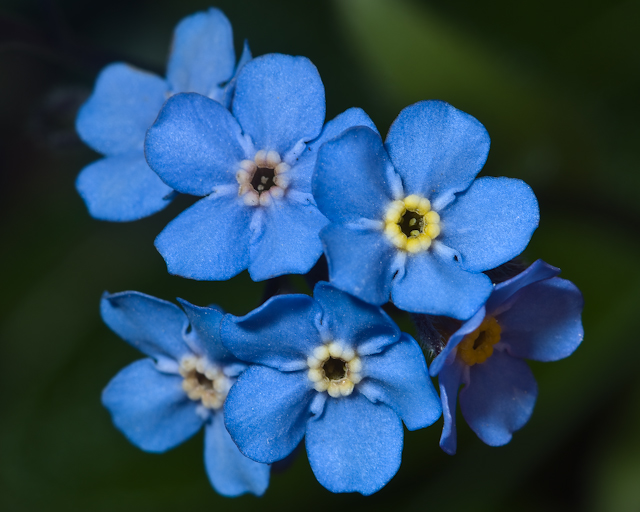 Denali_July_08_052132.jpg - Forget-me-not, Canvas and 16x20 matted