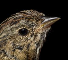 Bird_banding_Aug_12_08_053051