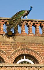 England_May_08_00069