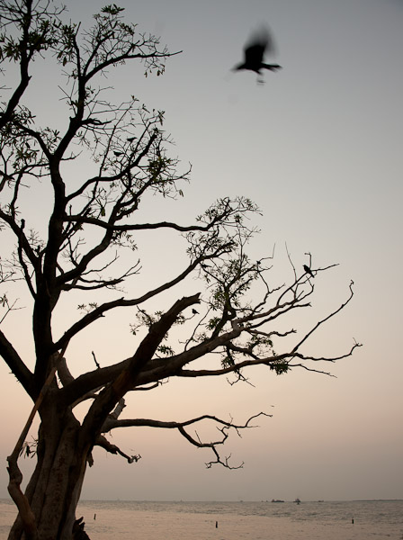 India_JanFeb_10_Cochin_7439.jpg - 21x32 canvas.  Bird and Tree, Cochin, India