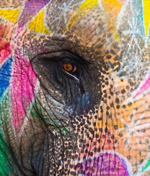 India_JanFeb_10_Jaipur_5426.jpg - 21x25 canvas.  Painted Elephant, Jaipur, India