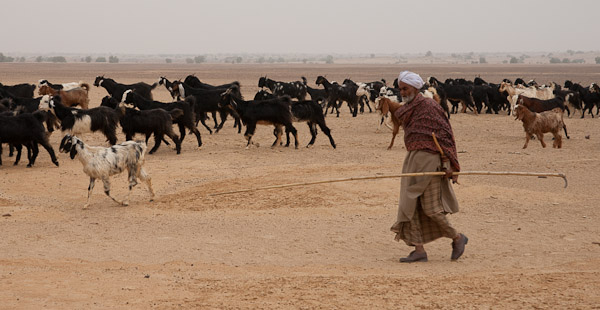 India_JanFeb_10_Jaisalmer_6517.jpg - 14x32 canvas.  Goat Herder, Jaisalmer, India