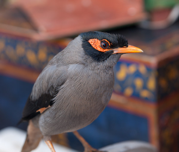 India_JanFeb_10_Pushkar_5910.jpg - 20x25 canvas.  Myna Bird, Pushkar, India