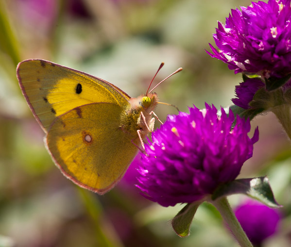 _DSC9491.jpg - 21x25 canvas.  Kashmiri Butterfly, Srinigar, India