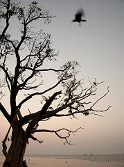 India_JanFeb_10_Cochin_7439