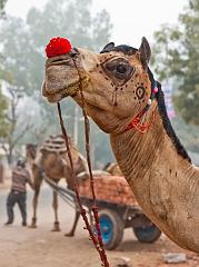 India_Jan_Feb_10_Sawai_Madhopur_4548