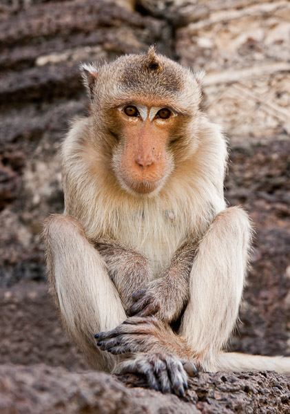Thailand_OctNovDec_2010_Lopburi_7181.jpg - Woody,  Phra Prang Sam Yod, Lopburi, Thailand