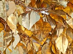 Thailand_Mae_Hong_Son_OctNovDec_2010_5614