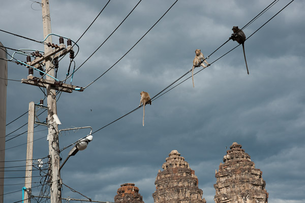 Thailand_OctNovDec_2010_Lopburi_6878.jpg - Monkeys on the hot wire.