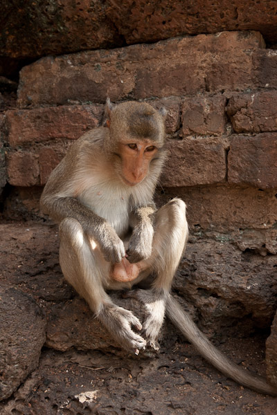 Thailand_OctNovDec_2010_Lopburi_6905.jpg