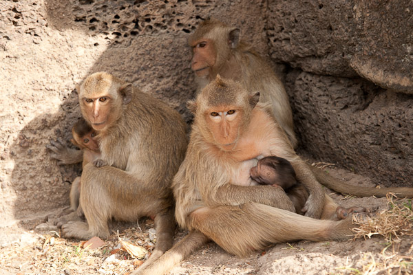 Thailand_OctNovDec_2010_Lopburi_6926.jpg