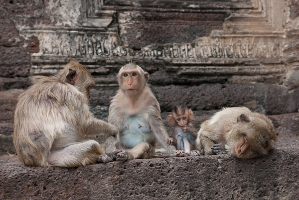 Thailand_OctNovDec_2010_Lopburi_6997.jpg