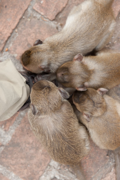 Thailand_OctNovDec_2010_Lopburi_7018.jpg - Four of us should be able to untie his shoe!