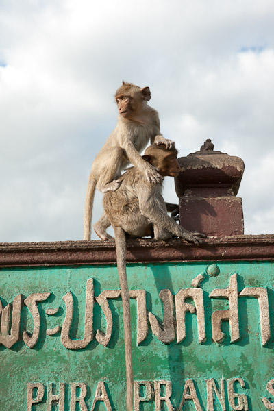 Thailand_OctNovDec_2010_Lopburi_7119.jpg