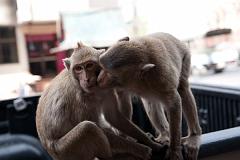 Thailand_OctNovDec_2010_Lopburi_6883
