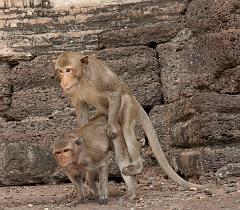 Thailand_OctNovDec_2010_Lopburi_6894