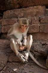 Thailand_OctNovDec_2010_Lopburi_6905