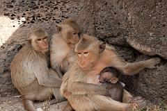 Thailand_OctNovDec_2010_Lopburi_6943