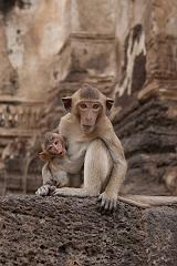 Thailand_OctNovDec_2010_Lopburi_6951