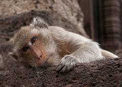 Thailand_OctNovDec_2010_Lopburi_6960